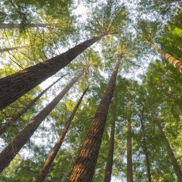 Quadri Rainer Mirau Cime di Sequoia