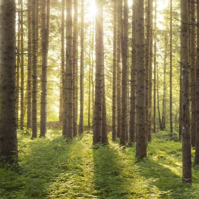 Quadri Rainer Mirau Raggi di sole nella foresta verde