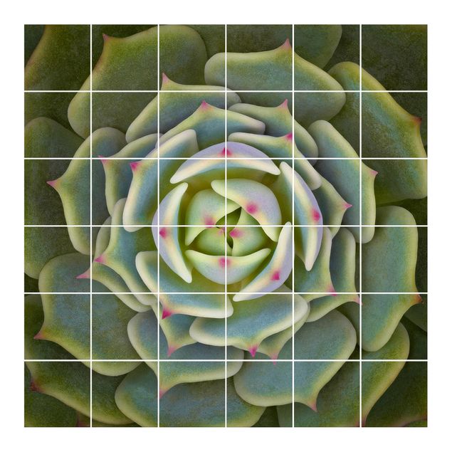 Pellicole per piastrelle con disegni Succulente - Echeveria Ben Badis