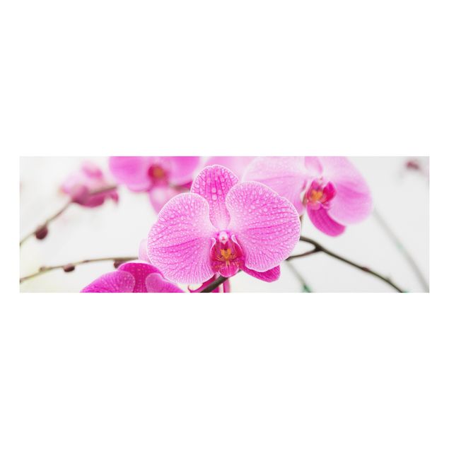 Quadri moderni   Orchidea ravvicinata