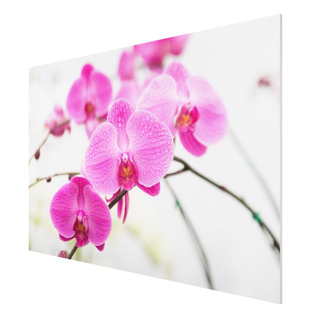 Quadri di fiori Orchidea ravvicinata