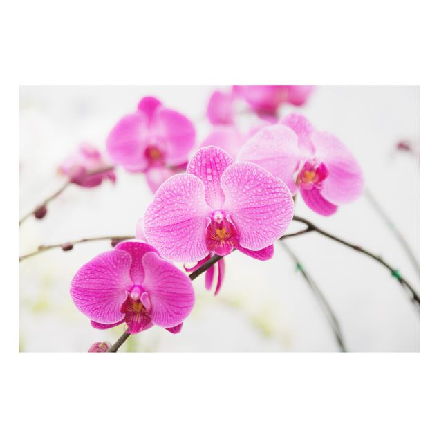 Quadri moderni per arredamento Orchidea ravvicinata