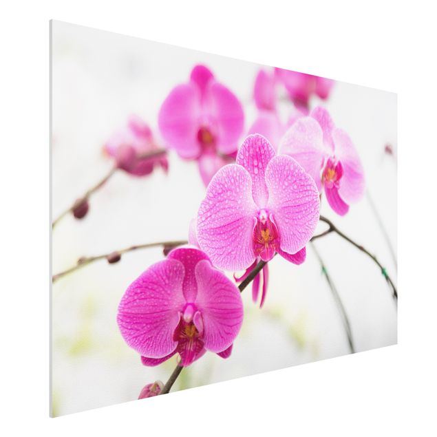 Quadri orchidee Orchidea ravvicinata