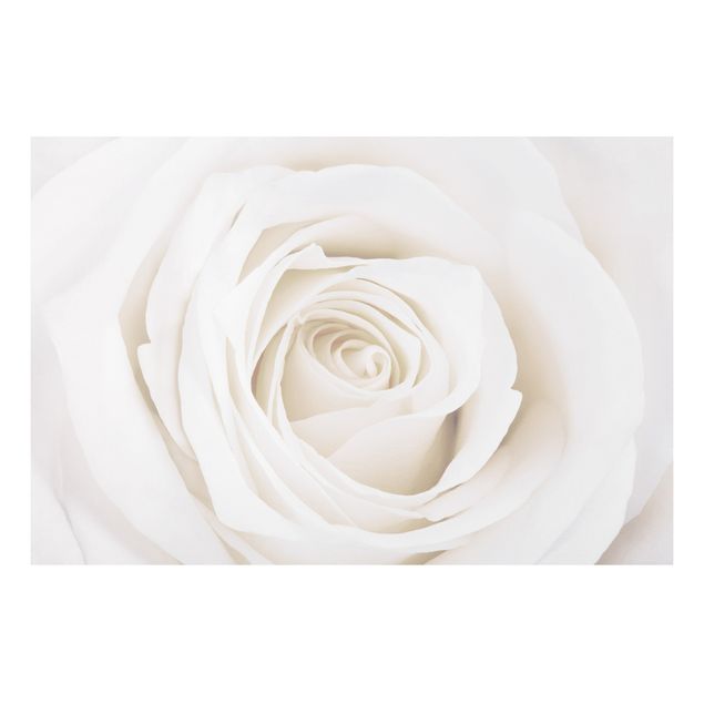 Quadri amore Bella rosa bianca
