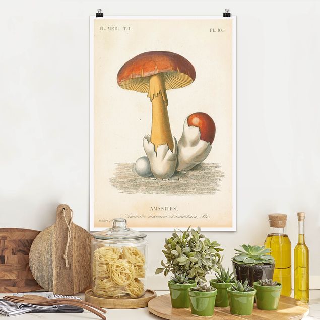 Poster retro Funghi francesi
