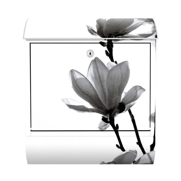 Cassette della posta in bianco e nero Magnolia araldo di primavera in bianco e nero