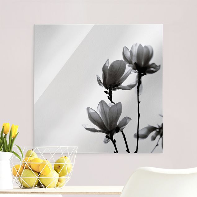 Quadri in vetro in bianco e nero Magnolia araldo di primavera in bianco e nero