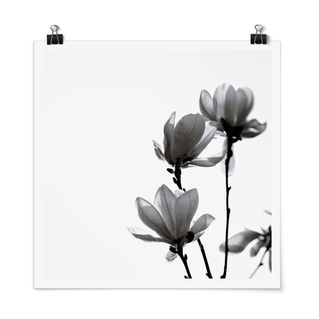Poster bianco nero Magnolia araldo di primavera in bianco e nero