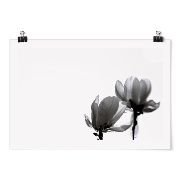 Poster bianco nero Magnolia araldo di primavera in bianco e nero