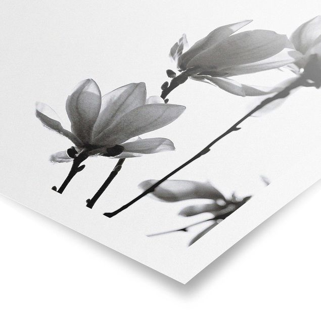 Quadri Monika Strigel Magnolia araldo di primavera in bianco e nero
