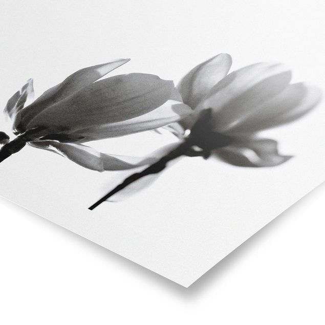 Quadri Monika Strigel Magnolia araldo di primavera in bianco e nero