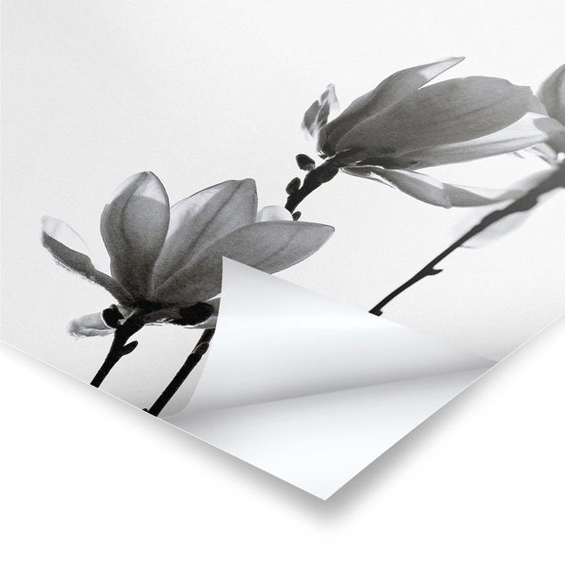 Stampe poster Magnolia araldo di primavera in bianco e nero