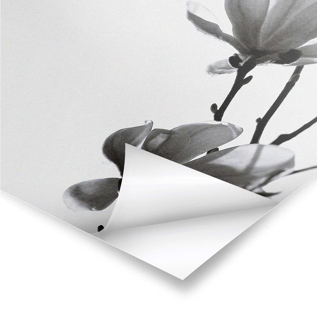 Stampe poster Magnolia araldo di primavera in bianco e nero