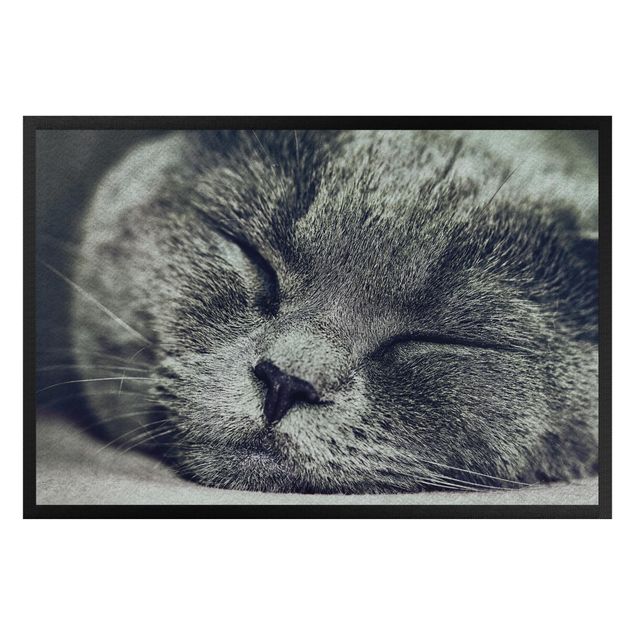 Zerbino - Sleeping Cat