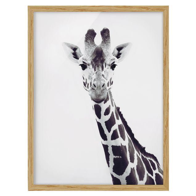 Quadro moderno Ritratto di giraffa in bianco e nero