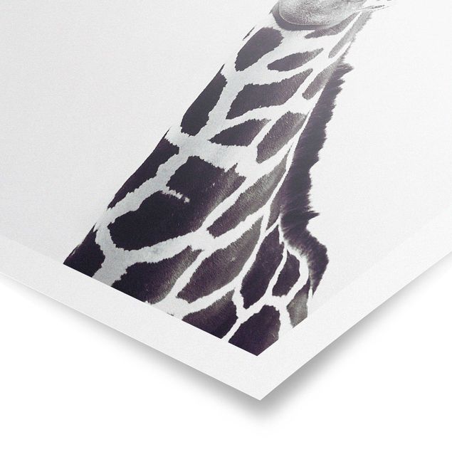 Poster bianco e nero Ritratto di giraffa in bianco e nero