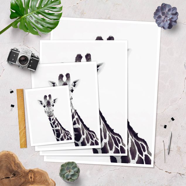 Poster Ritratto di giraffa in bianco e nero