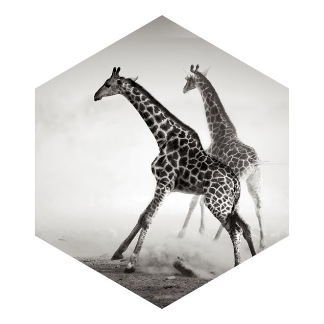 Carte da parati paesaggio Giraffe a caccia
