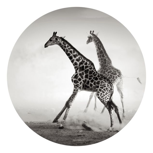 Carte da parati con deserto Giraffe a caccia