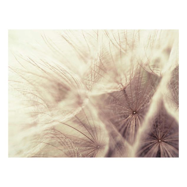 Quadri Detailed Dandelions macro shot with vintage Blur