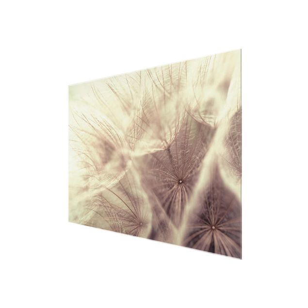 Magnettafel Glas Detailed Dandelions macro shot with vintage Blur
