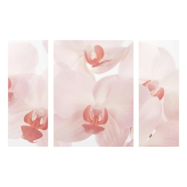 Quadri moderni   Carta da parati luminosa con fiori di orchidea - Svelte Orchidee