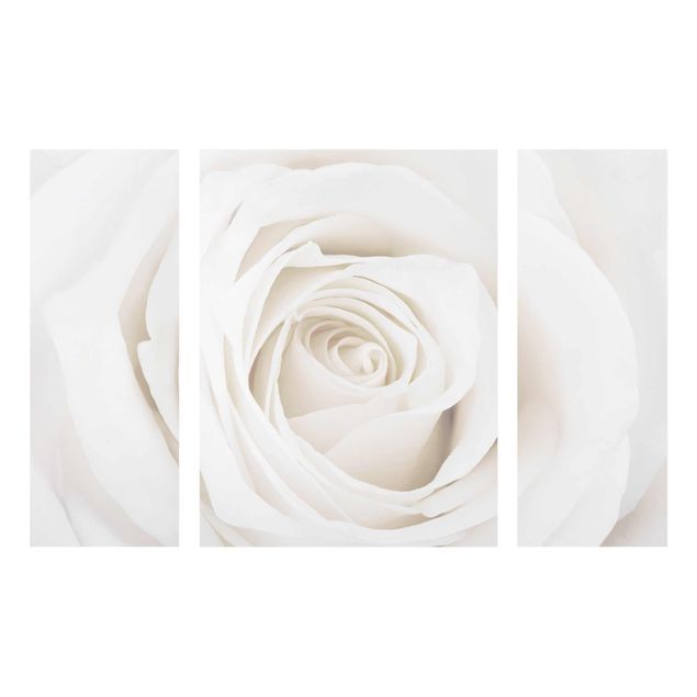 Amore quadri Bella rosa bianca