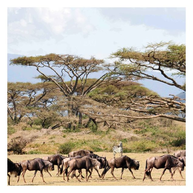 Carte da parati paesaggio Mandria di gnu nella savana