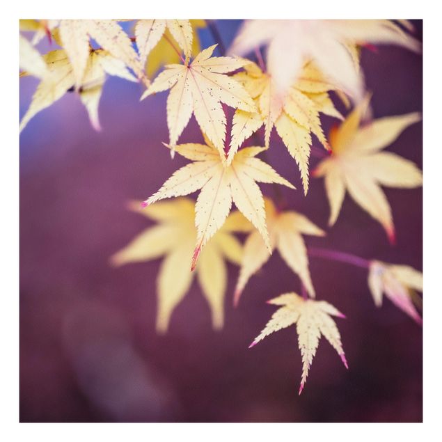 Quadri fiori Acero d'autunno