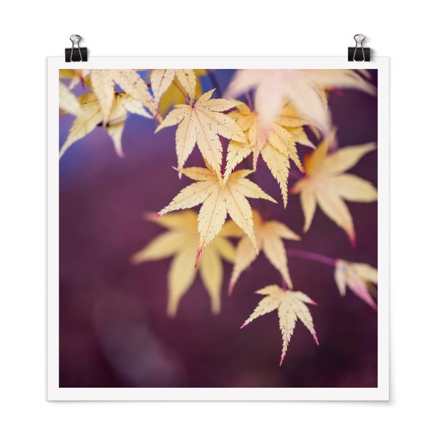 Quadri viola Acero d'autunno