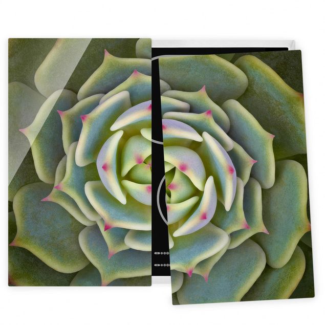 Coprifornelli con disegni Succulente - Echeveria Ben Badis