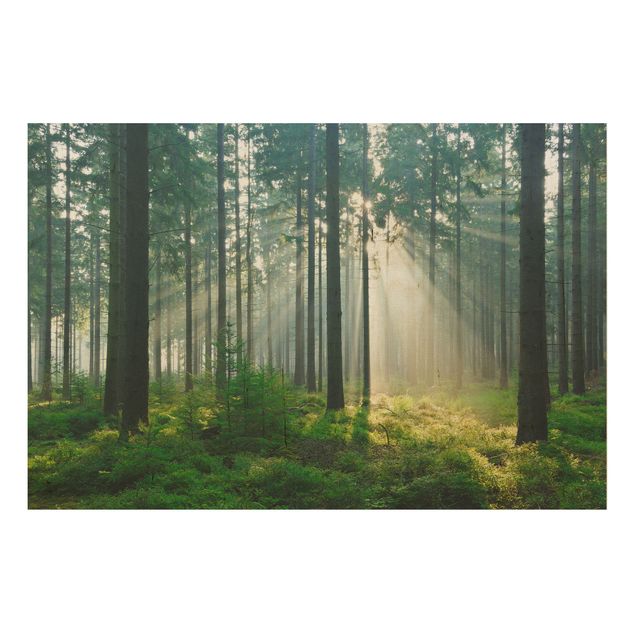 Quadri in legno con paesaggio Foresta illuminata