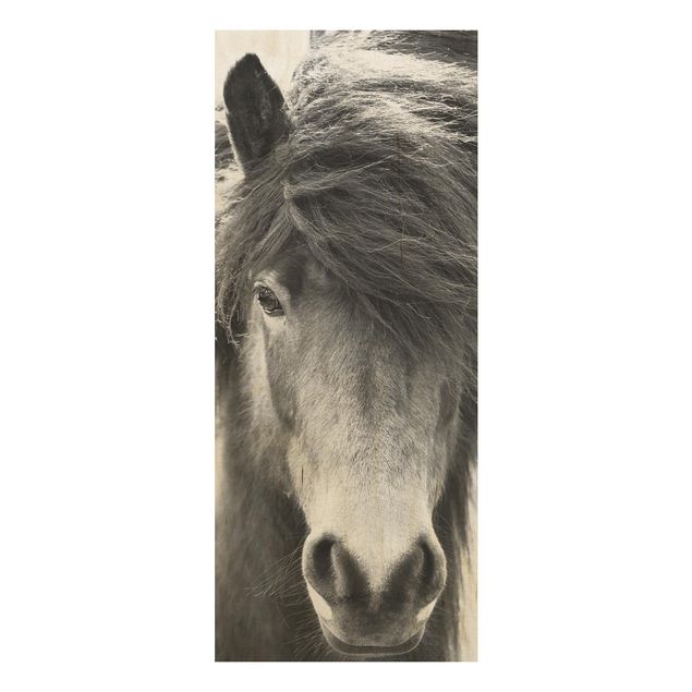 Quadri Cavallo islandese in bianco e nero