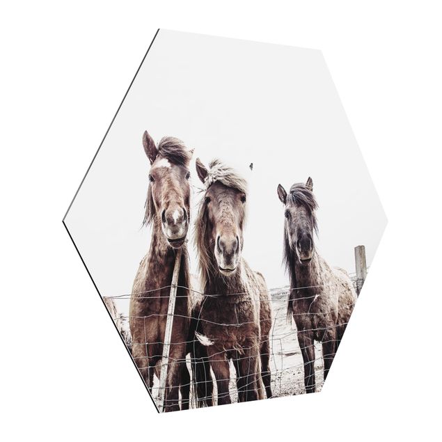 Quadri marroni Cavallo islandese