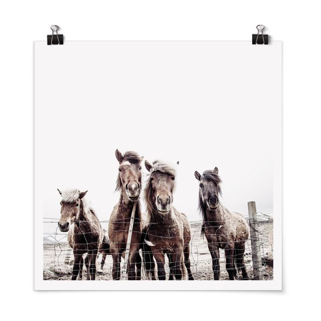 Poster con animali Cavallo islandese