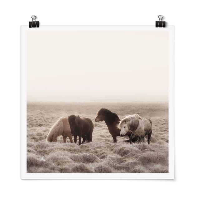 Poster con animali Cavallo selvaggio islandese