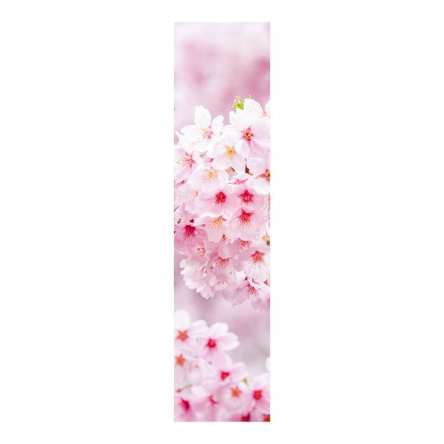 Quadri Monika Strigel Fiore di ciliegio giapponese
