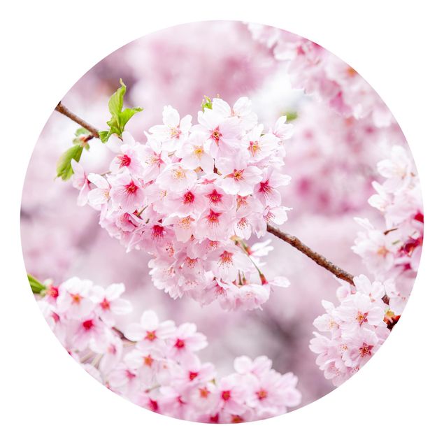 Carte da parati rosa Fioriture di ciliegio giapponesi