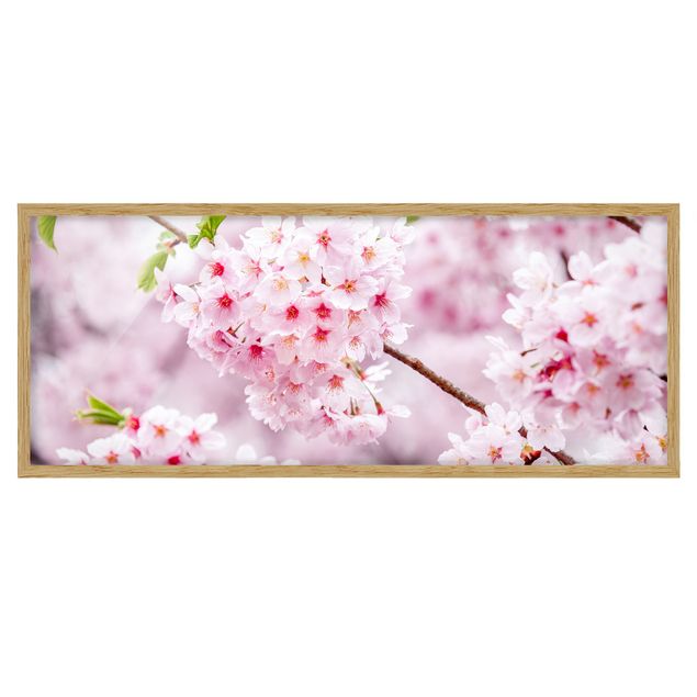 Quadro moderno Blossoms giapponesi ciliegia
