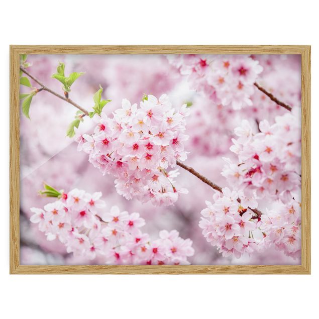 Quadro moderno Blossoms giapponesi ciliegia