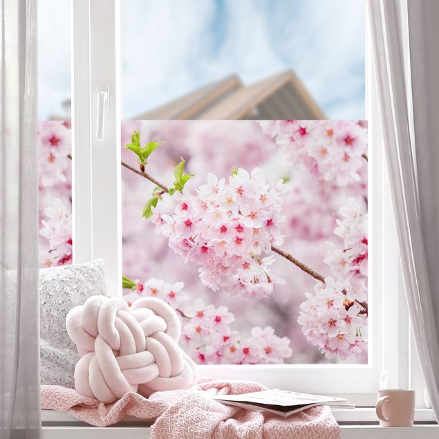 Pellicola per vetri Fioriture di ciliegio giapponesi