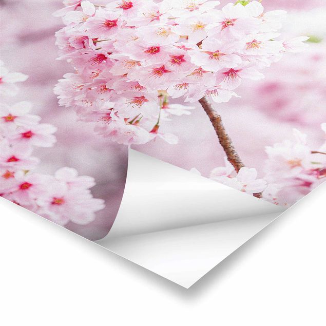 Stampe poster Fioriture di ciliegio giapponesi