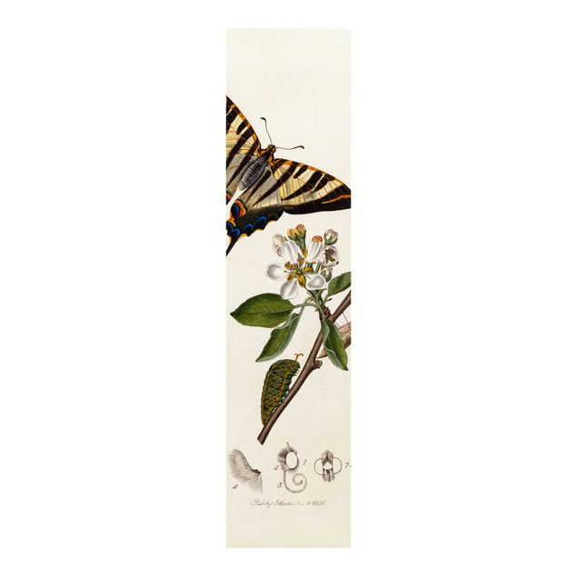 Stile artistico John Curtis - Una scarsa farfalla a coda di rondine