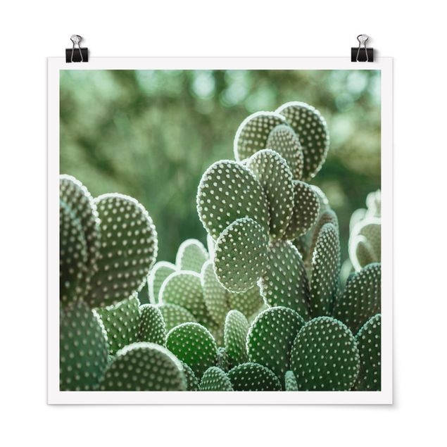 Quadri verdi Cactus