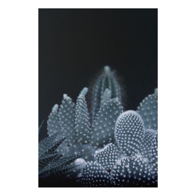 Quadri fiori Famiglia di cactus di notte