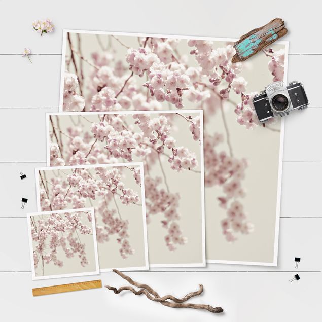 Poster - Danza di fiori di ciliegio