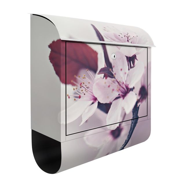 Cassette della posta con fiori Ramo di fiori di ciliegio in rosa antico