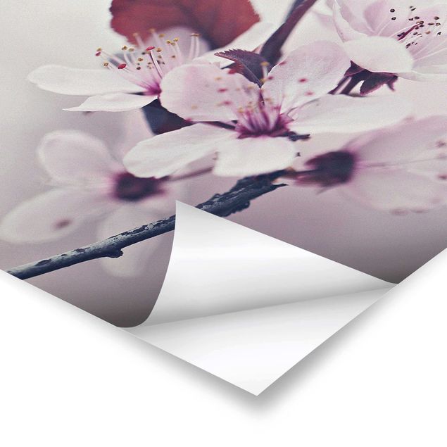 Stampe poster Ramo di fiori di ciliegio in rosa antico