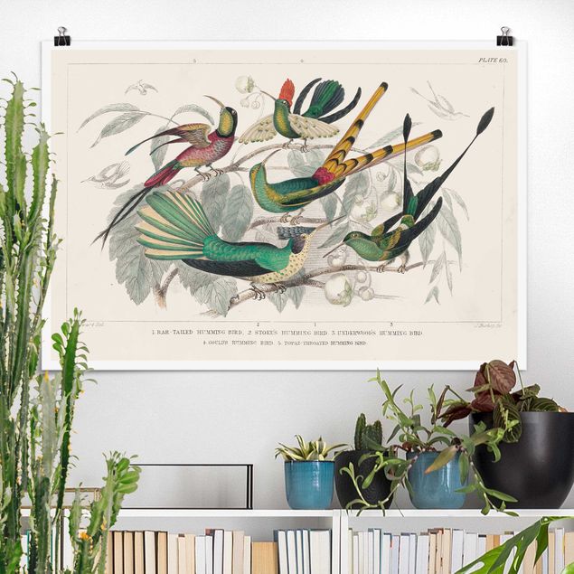 Poster retro Diagramma del colibrì