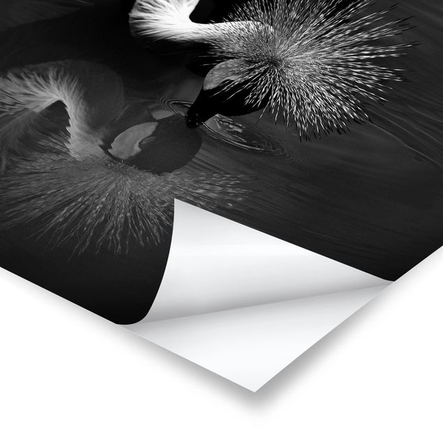 Poster - Inchino di una gru coronata in bianco e nero